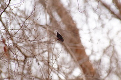 Mimoides ilus branchus