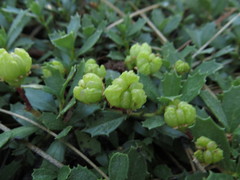 Ceanothus prostratus