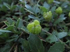 Ceanothus prostratus