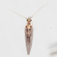 Sympherobius occidentalis