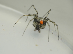 Drapetisca alteranda