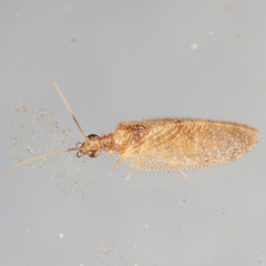 Sympherobius barberi