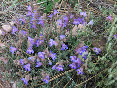 Penstemon caespitosus