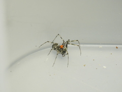 Drapetisca alteranda