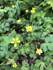 Ranunculus taisanensis