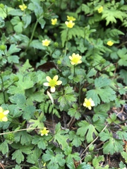 Ranunculus taisanensis