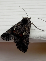 Syngrapha octoscripta