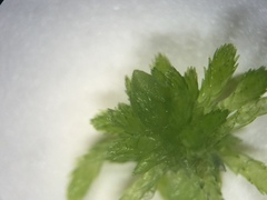 Sphagnum teres