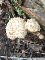 Boletellus ananas image