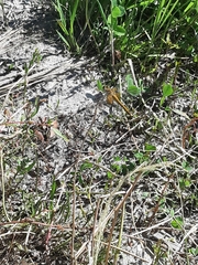 Sympetrum flaveolum
