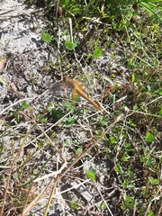 Sympetrum flaveolum