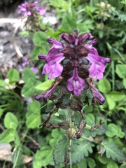 Pedicularis refracta transmorrisonensis