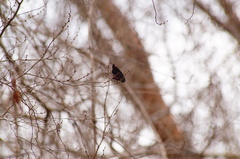 Mimoides ilus branchus