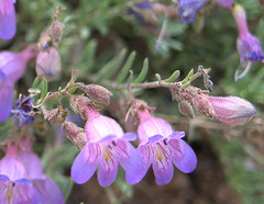 Penstemon caespitosus