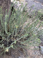Menodora scabra