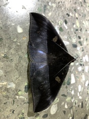Ischyja manlia