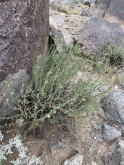 Menodora scabra