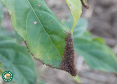 Amblyomma cajennense