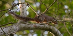 Heliosciurus rufobrachium