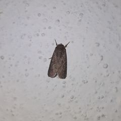 Noctuinae