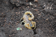 Hottentotta eminii