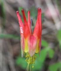 Aquilegia elegantula