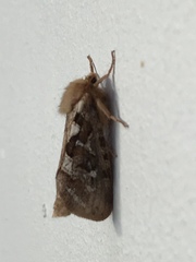 Korscheltellus fusconebulosa