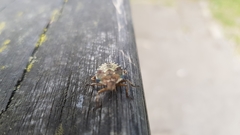 Pentatoma rufipes