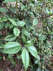 Viburnum propinquum