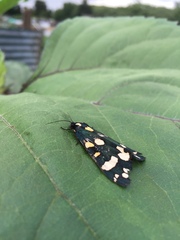 Callimorpha dominula