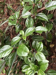 Viburnum propinquum