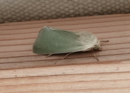 Schinia simplex photo 5