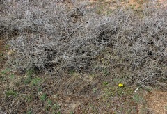 Ranunculus glaberrimus ellipticus