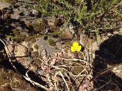 Calochortus clavatus