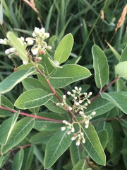Apocynum × floribundum