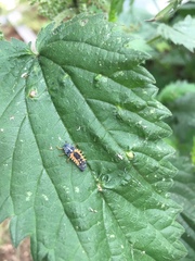 Harmonia axyridis