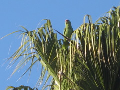 Amazona finschi × viridigenalis