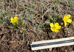 Ranunculus glaberrimus ellipticus