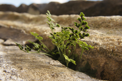 Asplenium ruta-muraria