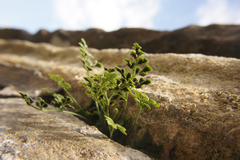 Asplenium ruta-muraria