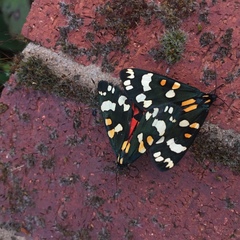 Callimorpha dominula