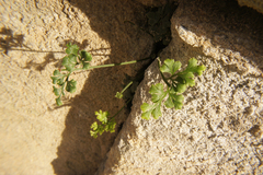 Asplenium ruta-muraria