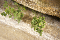 Asplenium ruta-muraria