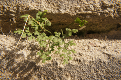 Asplenium ruta-muraria