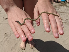 Phyllodocida