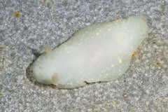 Cadlina modesta
