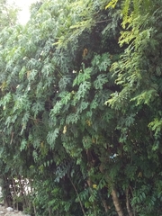 Cnidoscolus aconitifolius