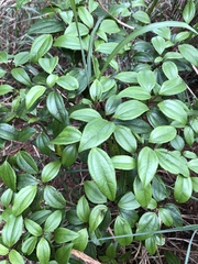 Viburnum propinquum