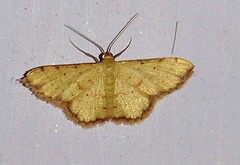 Idaea craspedota