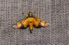 Aethaloessa